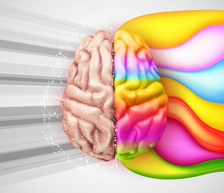 Vector human vector brain mesh logical and creative hemispheres bright colors learning and personal development
