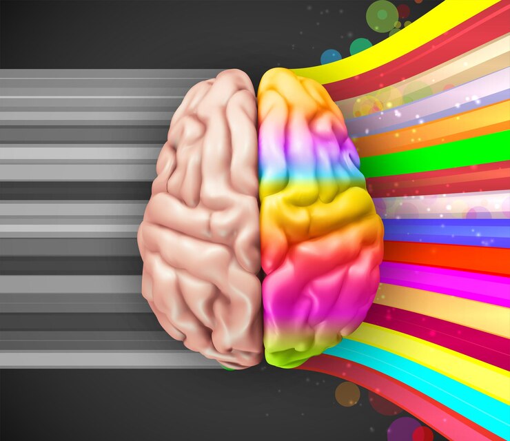 Vector human vector brain mesh logical and creative hemispheres bright colors learning and personal development