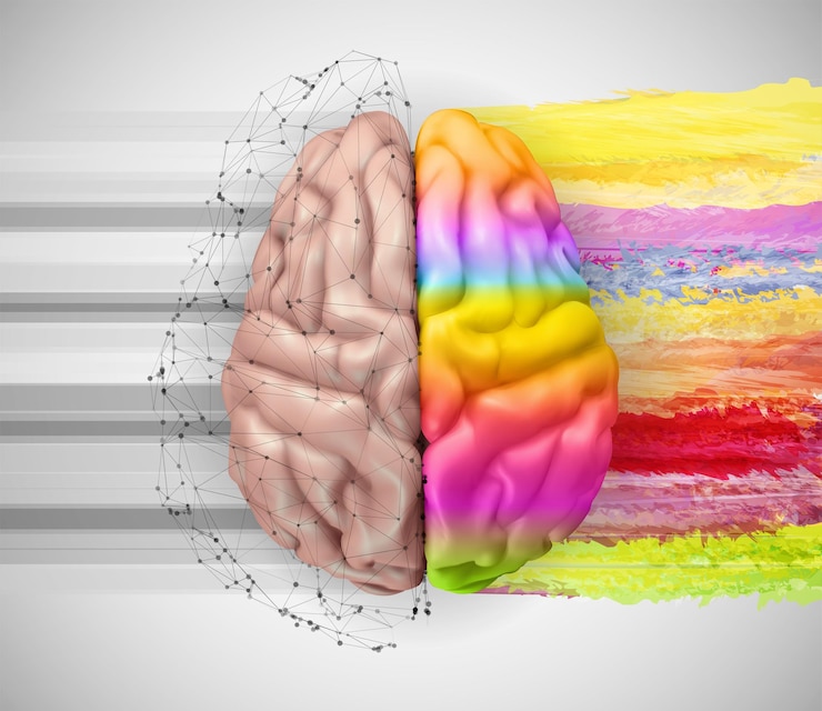 Vector human vector brain mesh logical and creative hemispheres bright colors learning and personal development