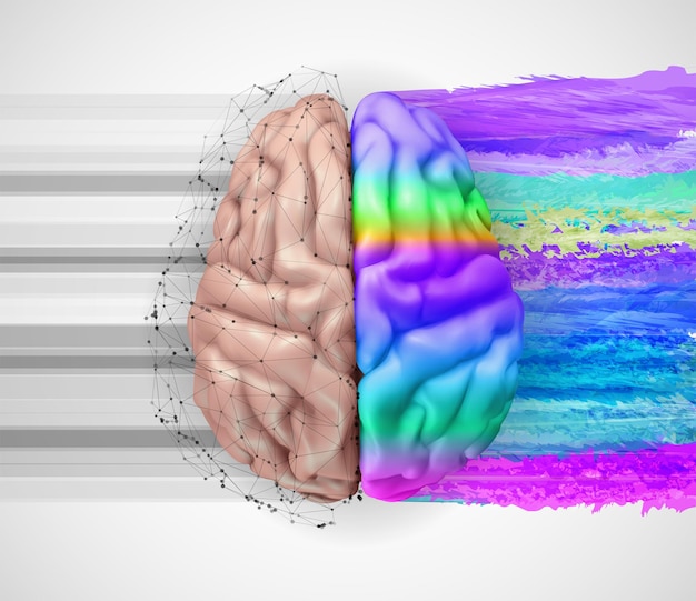 인간 벡터 뇌 메쉬 논리적이고 창의적인 반구 밝은 색상 학습 및 개인 개발
