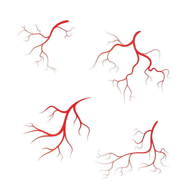 Human vein  vector symbol icon design illustration