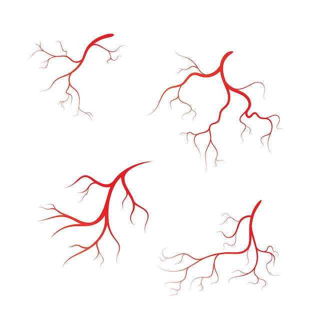 human vein  vector symbol icon design illustration