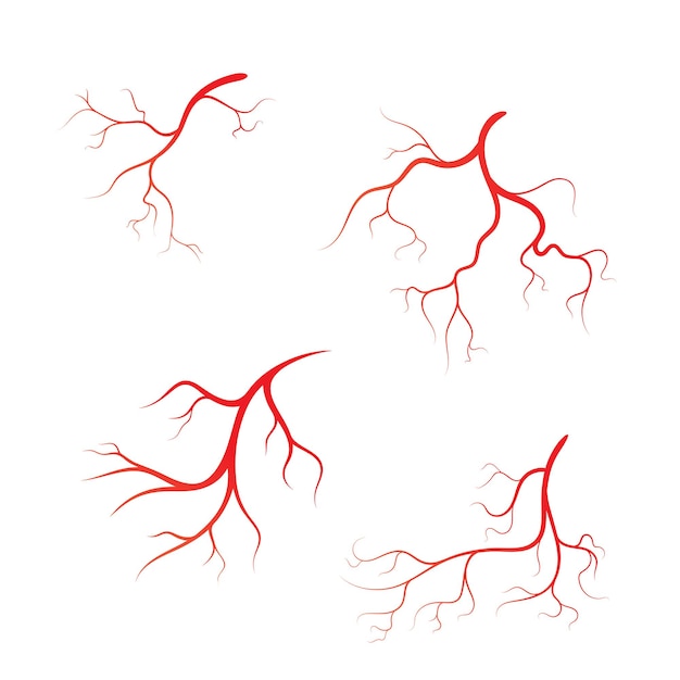 人間の静脈ベクトルシンボルアイコンデザインイラスト