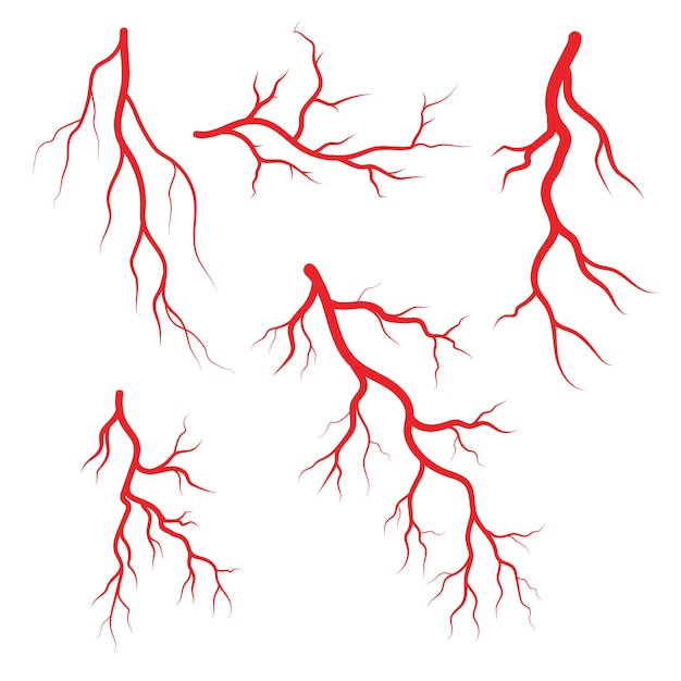 Вектор Иллюстрация человеческих вен и артерий