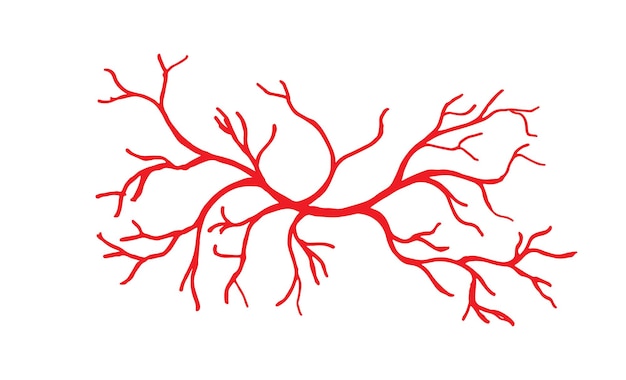 인간의 정맥과 동맥 그림