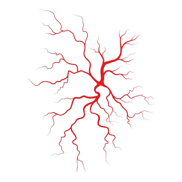 Human veins and arteries illustration design template