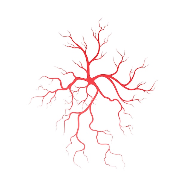 Modello di progettazione dell'illustrazione delle vene e delle arterie umane