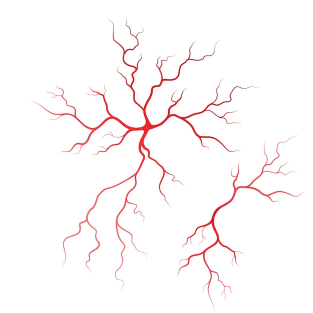 human veins and arteries illustration design template
