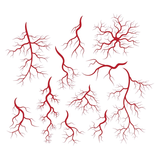 Vettore illustrazione di vene e arterie umane