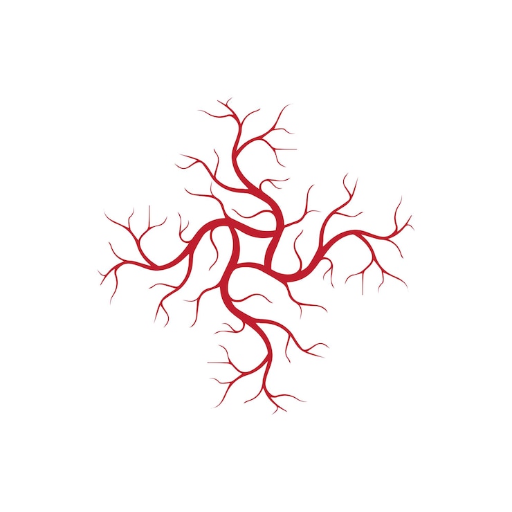 Vector human veins red blood vessels design and arteries vector illustration isolated