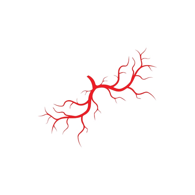 Human veins red blood vessels design and arteries Vector illustration isolated