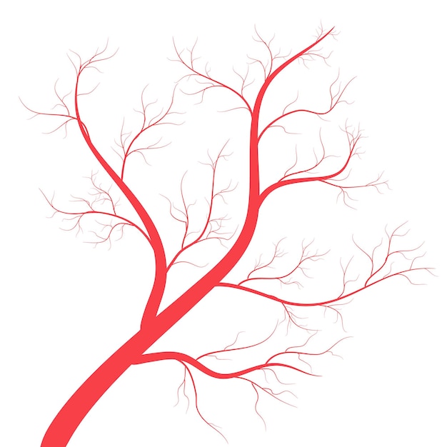 Vector human veins red blood vessels design on white backgroun vector illustration