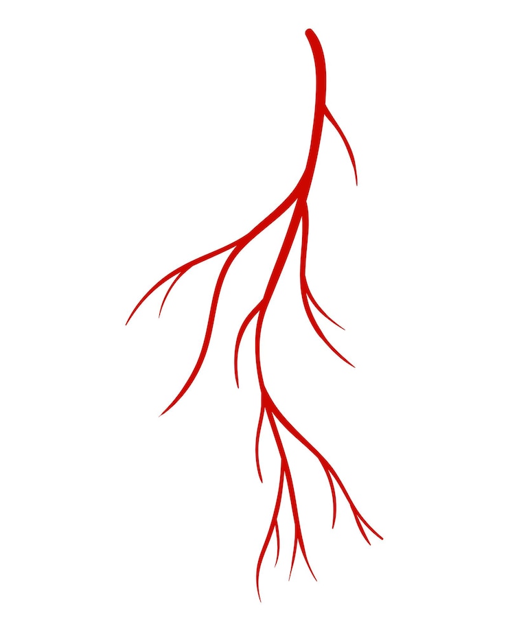 Vector 인간의 정맥. 흰색 배경에 빨간색 실루엣 혈관, 동맥 또는 모세 혈관. 의학에 대한 개념 해부학 요소입니다. 혈액 시스템의 벡터 고립 된 상징
