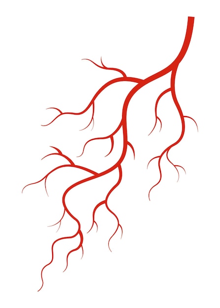 Человеческие вены красный силуэт сосудов артерий или капилляров на белом фоне элемент анатомии концепции для медицинской науки векторный изолированный символ системы крови