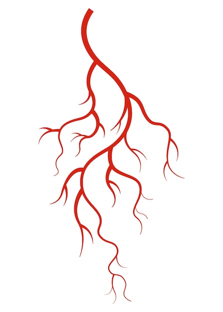 인간의 정맥 빨간색 실루엣 혈관 동맥 또는 흰색 배경에 모세 혈관 의학에 대 한 개념 해부학 요소 혈액 시스템의 벡터 고립 된 상징