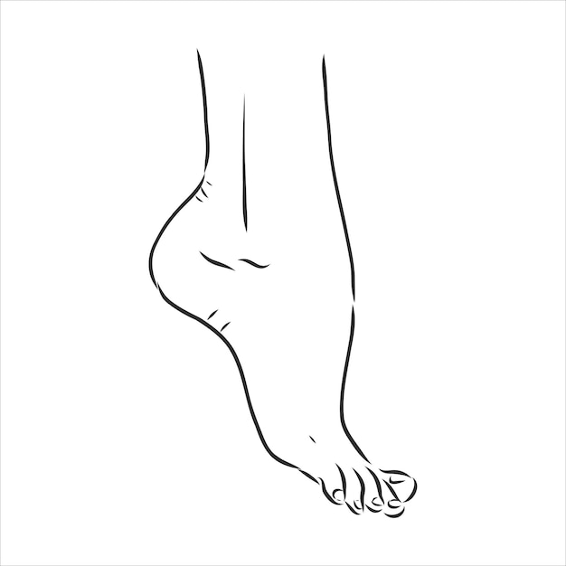 Vector human woman bared feet line drawing. vector illustration sketch