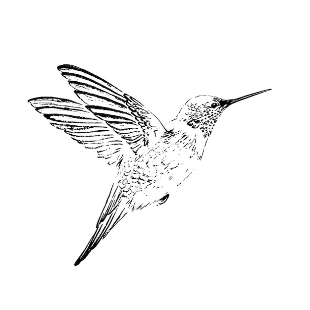 Humming-bird engraving style. Drawn in ink. Black and white. Vector illustration