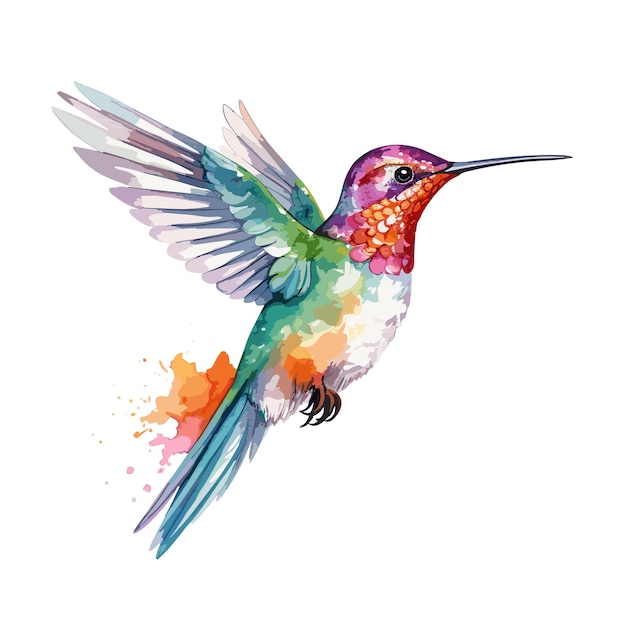 Vettore colibrì uccello acquerello illustrazione clipart isolato su sfondo bianco