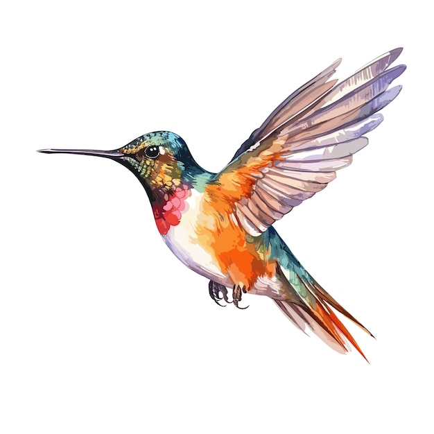 Vector hummingbird bird watercolor illustration clipart isolated on white background