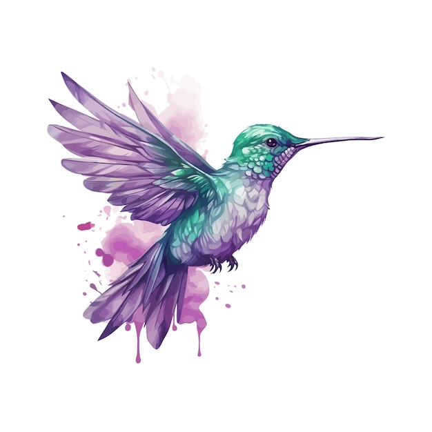 Hummingbird bird watercolor Vector illustration design