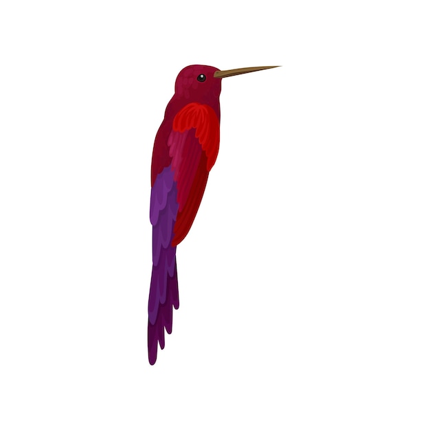 Hummingbird colibri with bright colorful plumage vector Illustration isolated on a white background