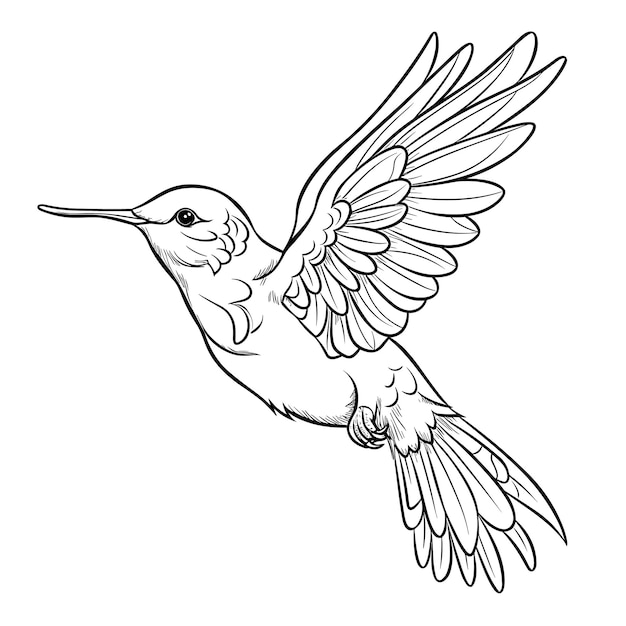 Vector hummingbird coloring pages for kid