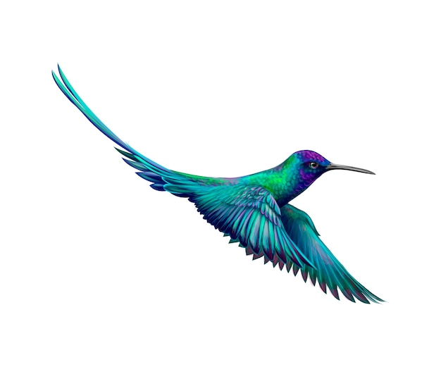 Vector hummingbird from a splash of watercolor, hand drawn sketch.  illustration of paints