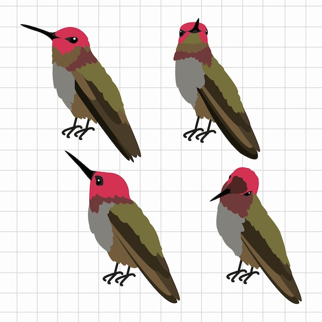 Vector hummingbird illustration