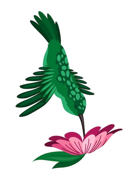 Vettore colibrì colibri tropicali volanti multicolori con fiore isolato su sfondo bianco illustrazione vettoriale di paradiso luminoso uccello volare sopra il fiore che sboccia