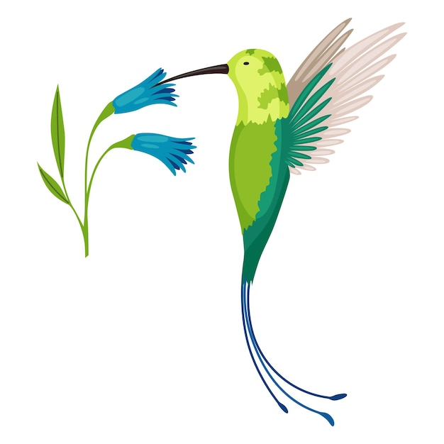 Vettore colibrì colibri tropicali volanti multicolori con fiore isolato su sfondo bianco illustrazione vettoriale di paradiso luminoso uccello volare sopra il fiore che sboccia