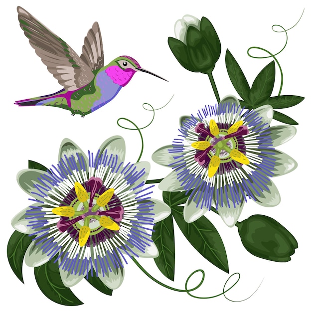 Hummingbird and passiflora pattern for postcards greeting cards textile and t shirts prints