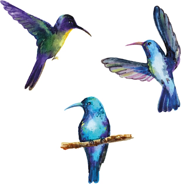 Vector hummingbird set