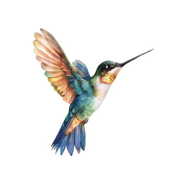 hummingbird vector illustration in watercolor style