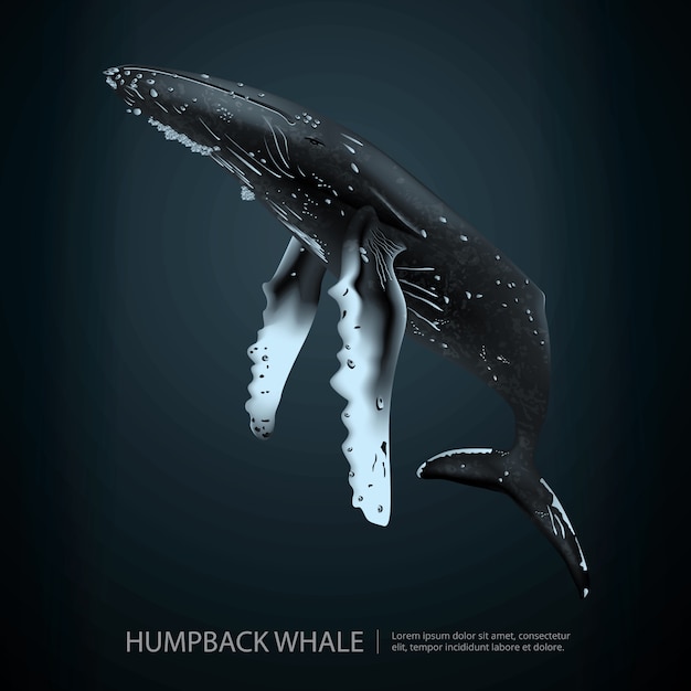 Humpback whale under the sea illustration