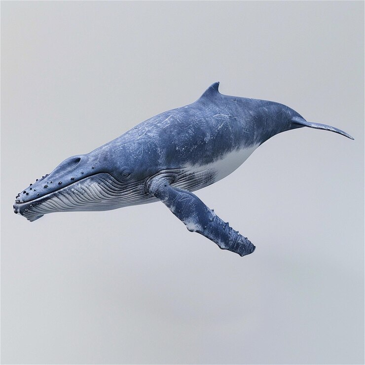 Vector humpback whale in water