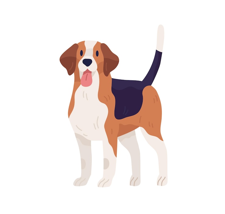 Vector ビーグル犬種の狩猟犬。舌を垂らして立っている多色の犬。尻尾を上げたフレンドリーなペット。白い背景に分離されたフラット ベクトル イラスト。