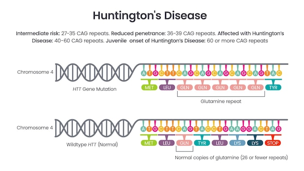 Diagramma di illustrazione del vettore allele ripetuto htt della malattia di huntington