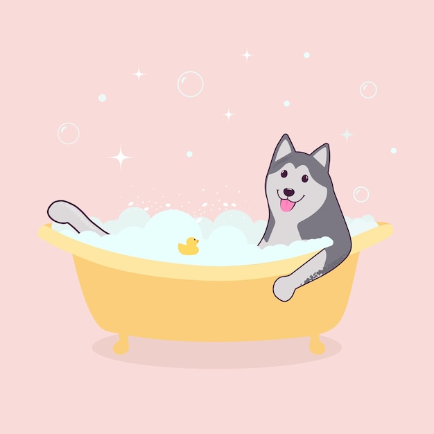 husky dog in the bath, grooming