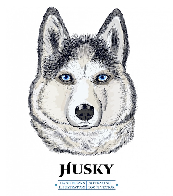 Husky hond portret, hand getrokken vectorized illustratie