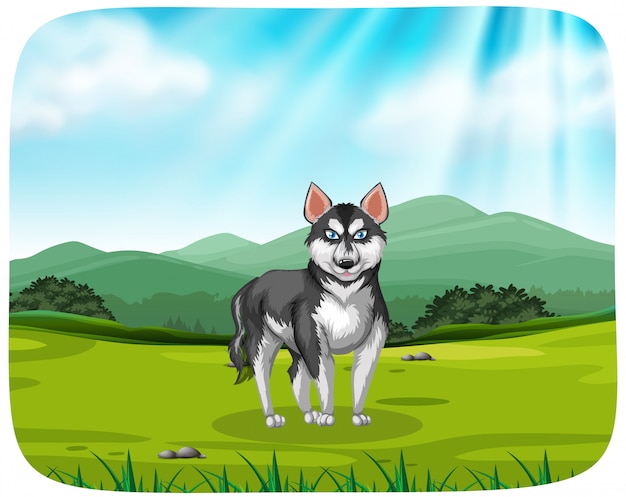 Vector a husky in the pack background