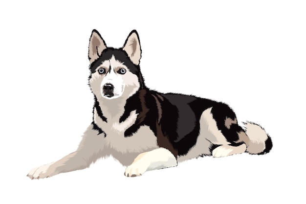 Vector husky solo portrait