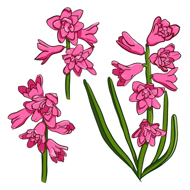 hyacint bloem hand tekening roze lentebloem lente bloem illustratie