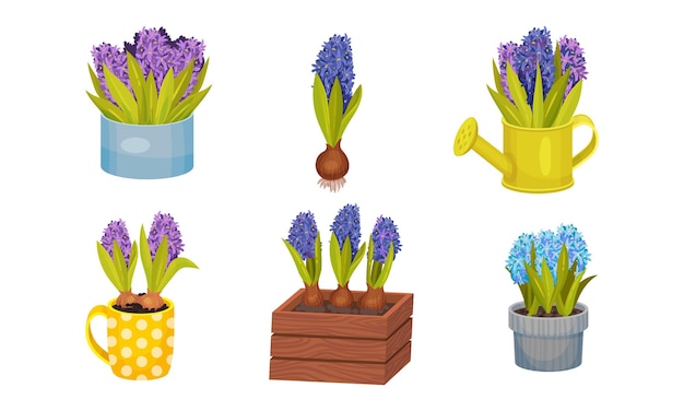 Vector hyacinth flower bunch in blue color growing in flowerpot and wooden crate