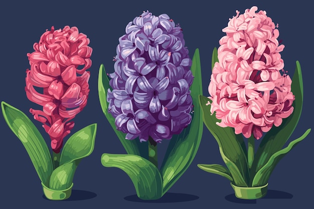 Hyacinth flower vector art illustraion