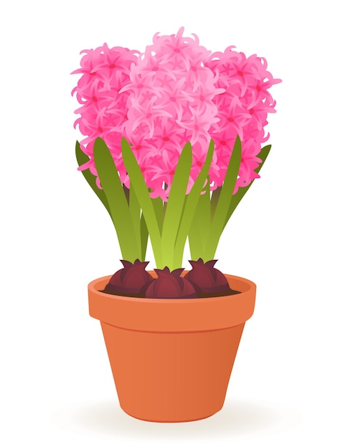 Hyacinth flowers in pot isolated.