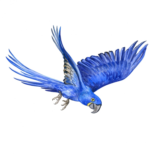 Hyacinth macaw. Flying parrot