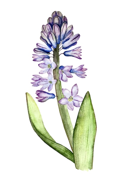 Vector hyacinth  watercolor vector  illustration