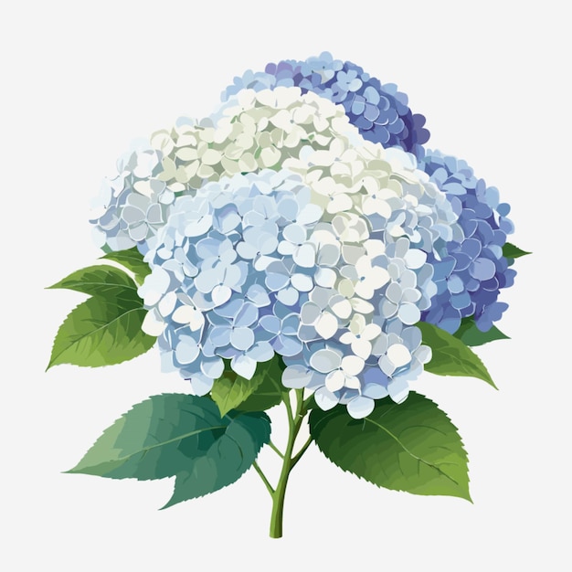 Vector hydrangea blooms vector on white background