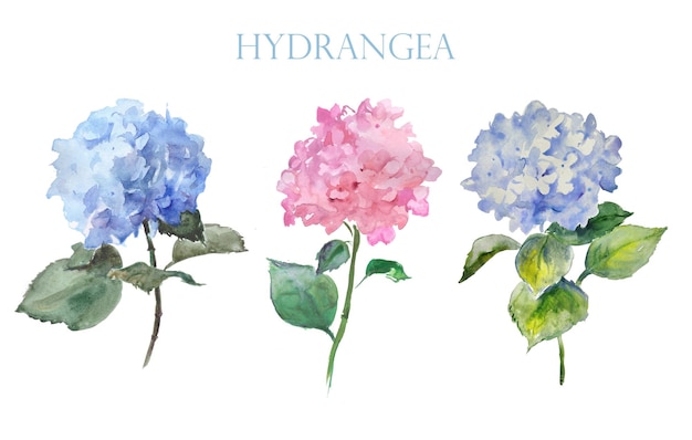 Hydrangea, blue hydrangea, pink flower,watercolor flower