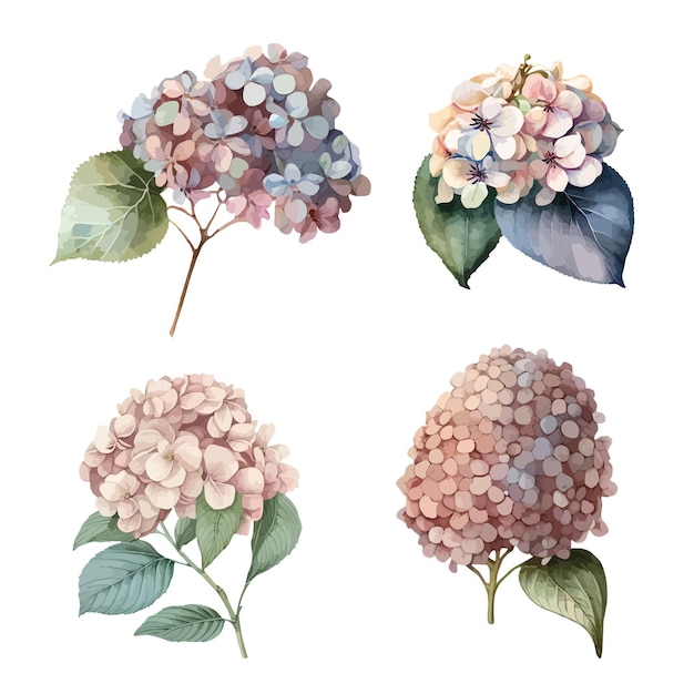 Hydrangea clipart isolated vector illustration